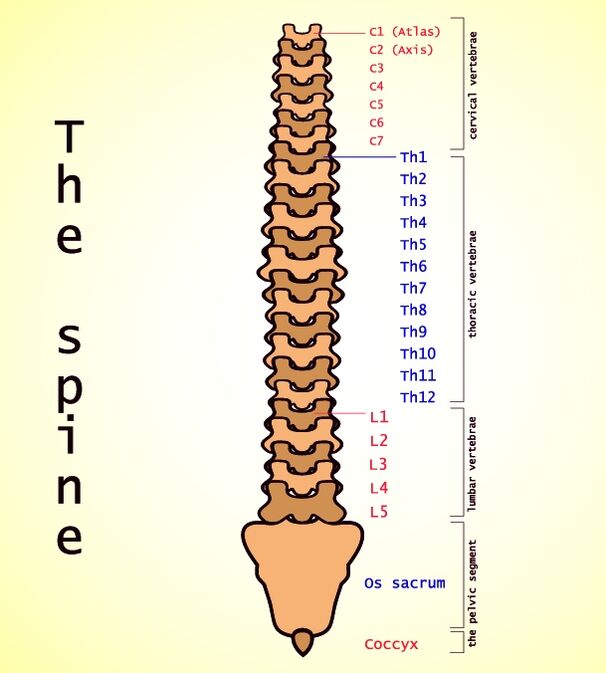 القطني العظمي